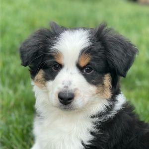 Meet your Posher, Suzie